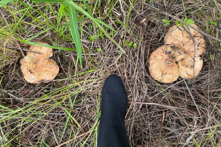В этом году грибной сезон в тюменских лесах стартовал раньше почти на месяц