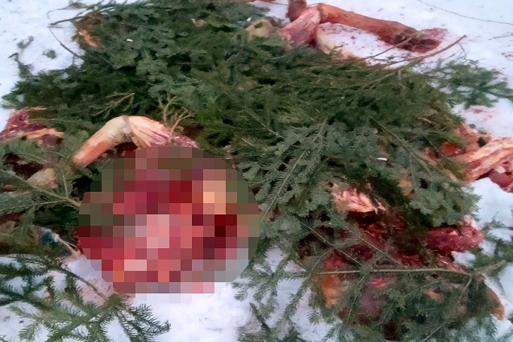 Охотиться на лосей в марте в Новосибирской области незаконно