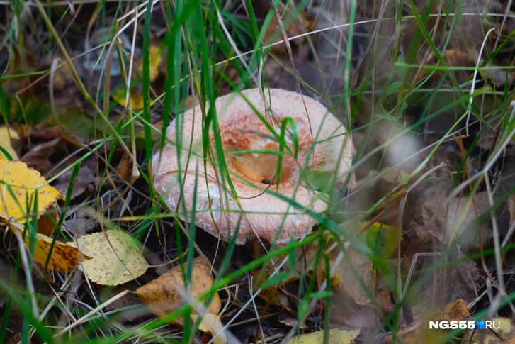 Первые грибы появились после дождей