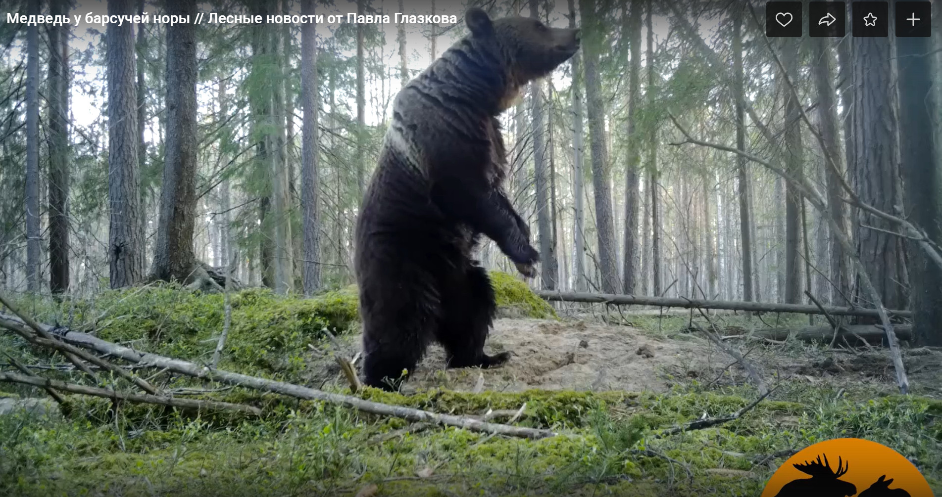 Ищите женщину. Медведи в Ленобласти забеспокоились, на видео — крупный самец встаёт на задние лапы
