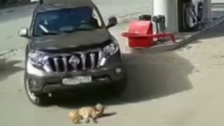 Собака, по которой проехал водитель внедорожника на Серовском тракте, чудом выжила