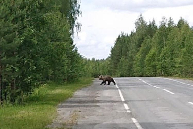 Под Екатеринбургом заметили медведя, разгуливающего по дороге