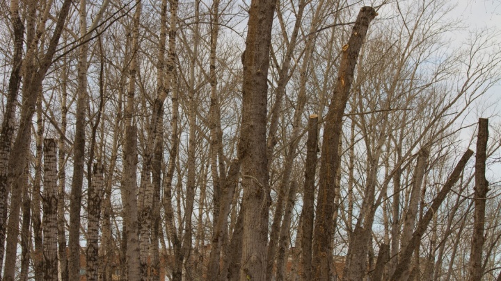 В Советском парке начали обрезку 60 тополей