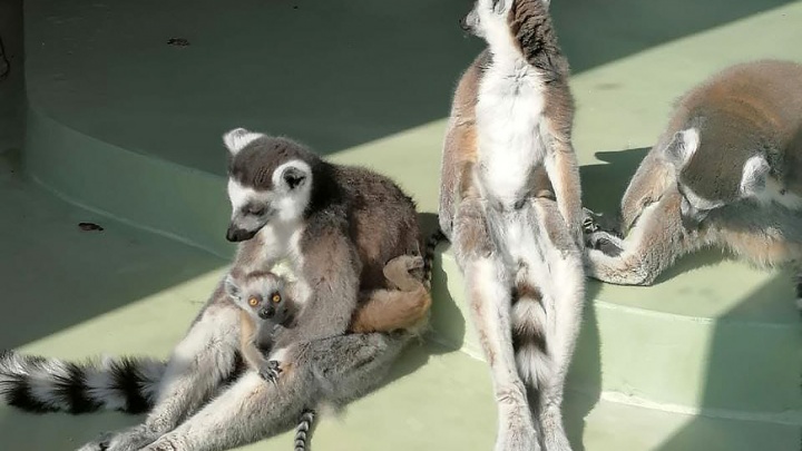 Пополнение в казанском зоопарке: у кошачьих лемуров родилась двойня