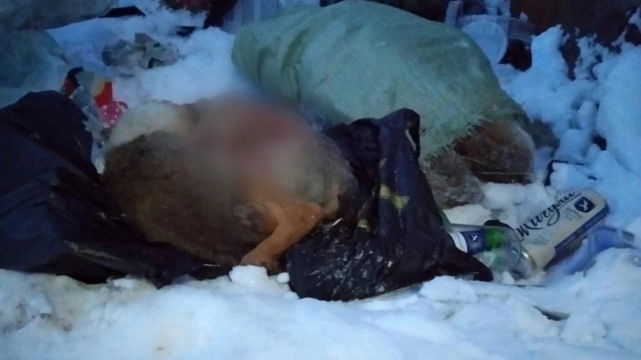 Челнинец жестоко убил 9 щенят и выбросил их в мусорку. Теперь его могут посадить на 5 лет