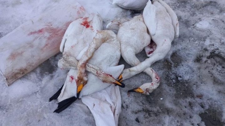 В ХМАО браконьер уничтожил 6 краснокнижных белых лебедей
