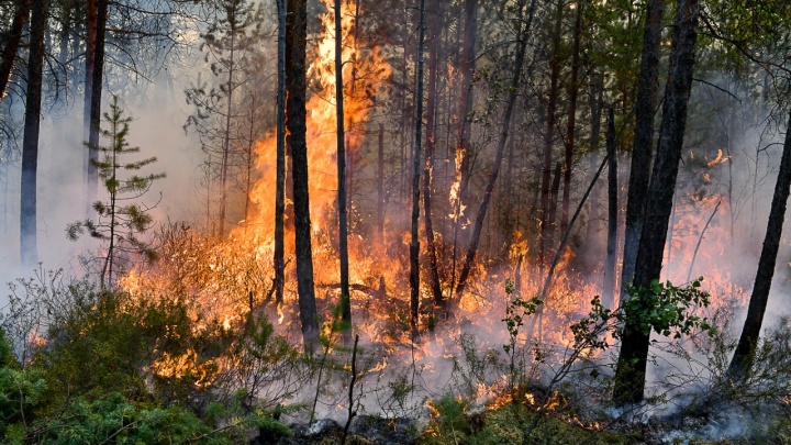 Югра задыхается от лесных пожаров: посмотрите, какой смог окутал города и трассы