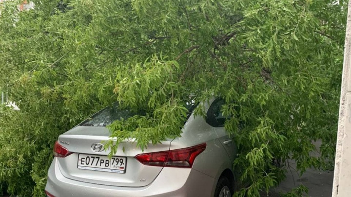 Погиб человек, пятеро пострадали: в Москве ураган валит деревья на машины и людей, ветром сносит заборы. Онлайн-репортаж