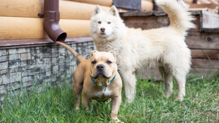 Отпущенные с огородов в дни паводка собаки сбиваются в стаи, что становится проблемой — Сапожников