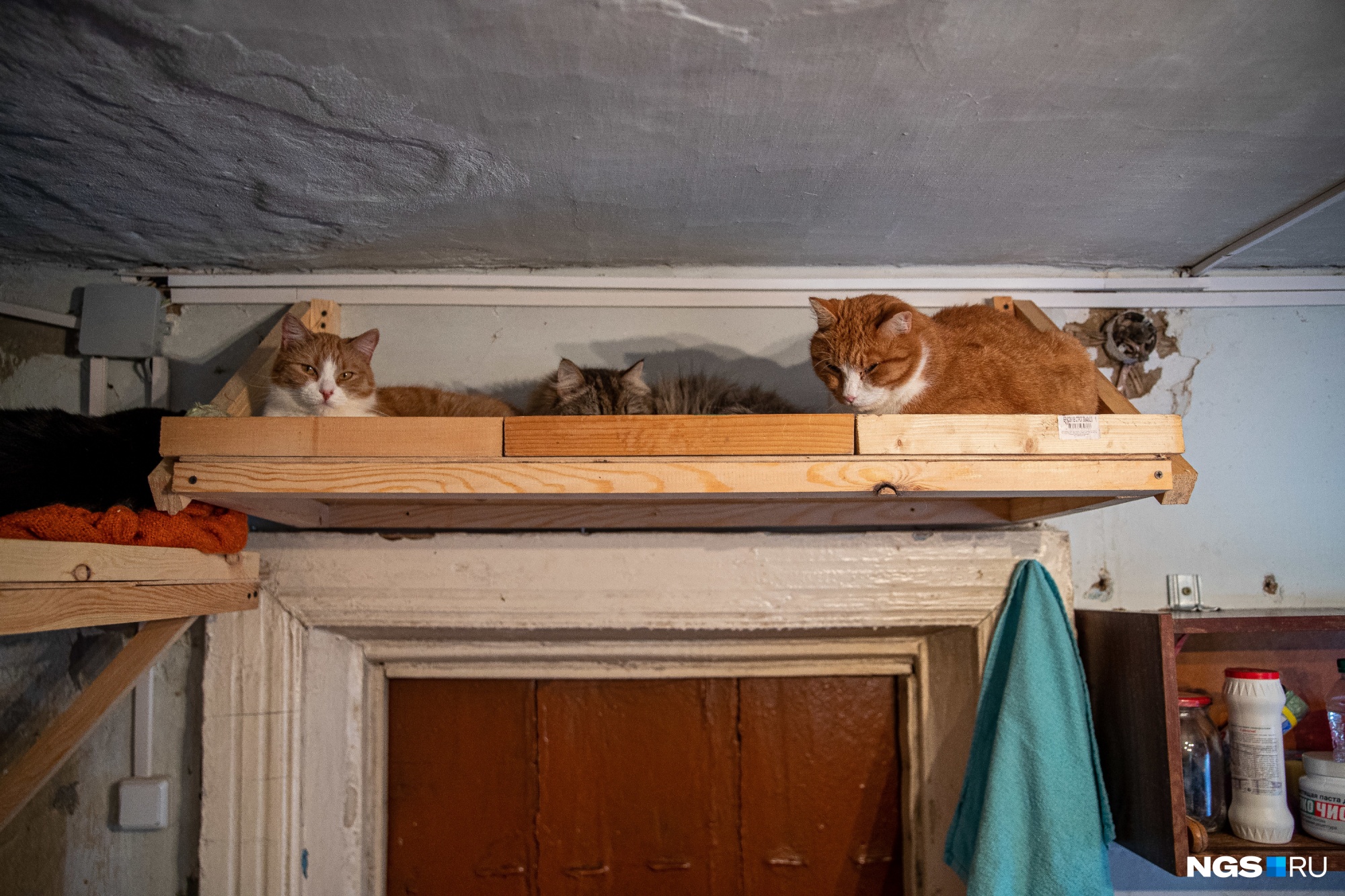 Под потолком сидят коты, которые раньше были уличными. Они ведут себя осторожно и спокойно наблюдают за происходящим
