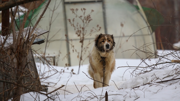 «Стоимость больше почти на 300%!» Казанские ветеринарные клиники с 1 апреля повышают цены