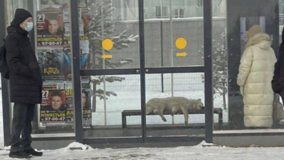 Белка жила на остановке в Сургуте. Сейчас на этой лавочке установлены разделители, чтобы никто не смог прилечь. Белка жила на остановке в Сургуте. Сейчас на этой лавочке установлены разделители, чтобы никто не смог прилечь.