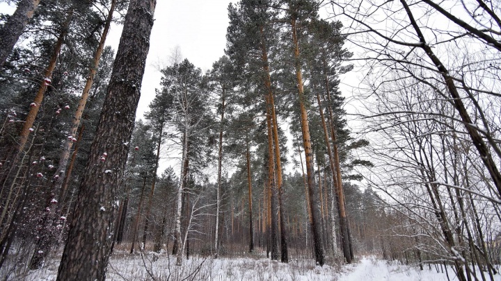 Когда ждать первый снег в Москве? Изучаем данные за прошлые годы и свежие прогнозы