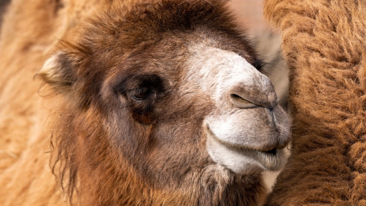 «Они должны доживать свои дни в достойных условиях»: из челнинского зоопарка спасли двух верблюдов