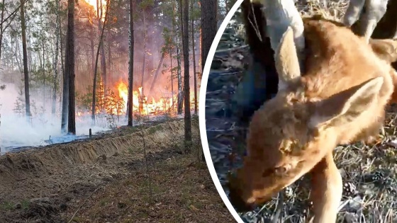 Из горящего леса в Сибири спасли лосенка. Пожарные вынесли его на <nobr class="_">руках —</nobr> трогательное видео