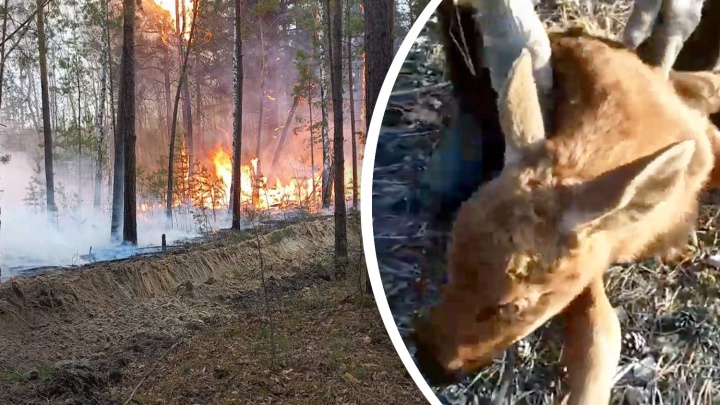 Из горящего леса под Тюменью спасли лосенка. Его вынесли на руках — трогательное видео