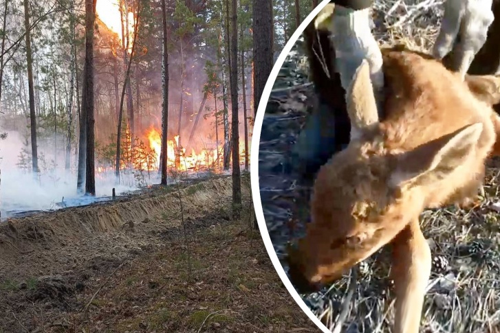 Пожарные спасли животное из этого горящего леса