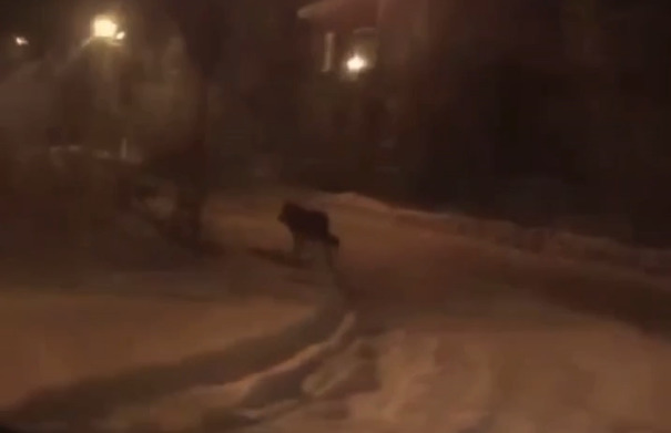 В Цигломени близко сняли на видео волка, разгуливающего по району