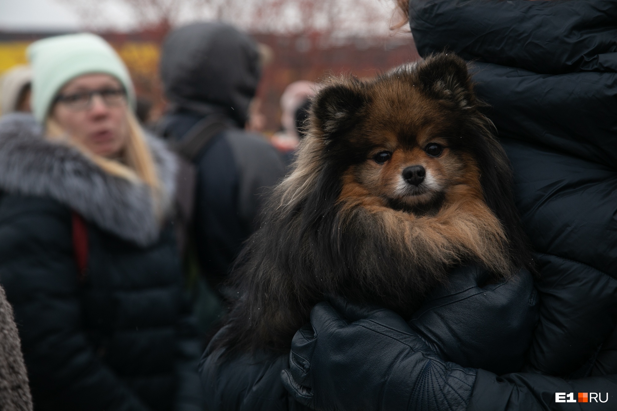 Один из активистов принес протестовать собаку Один из активистов принес протестовать собаку