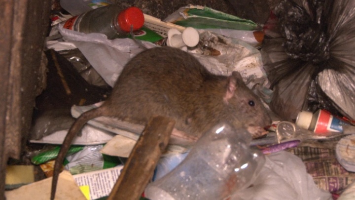 В администрации Архангельска рассказали, куда обращаться, чтобы избавиться от крыс во дворе