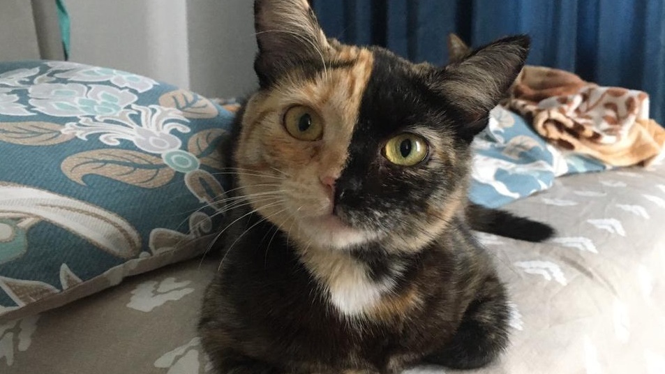 Пушистый победитель: тюменцы выбрали самую красивую кошку на конкурсе 72.RU