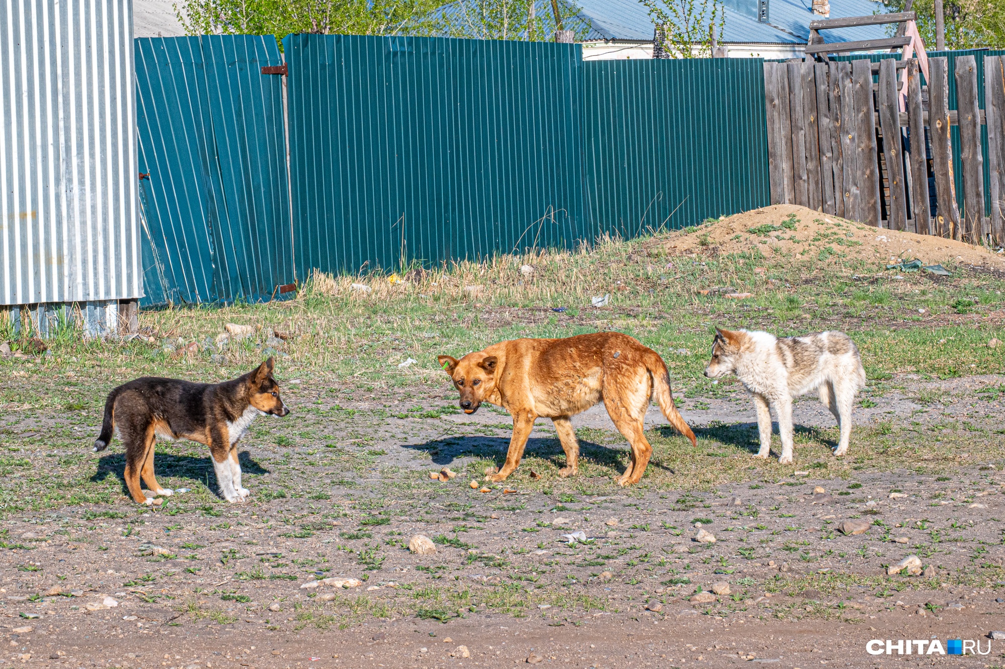 Бродячих собак перестали ловить в Чите