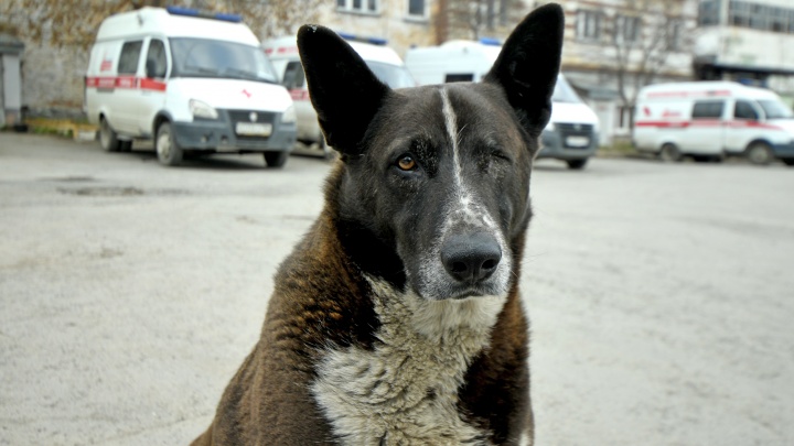 «Лежала на земле в своих фекалиях»: ветврач из Екатеринбурга рассказал свою версию, как у клиента умерла собака
