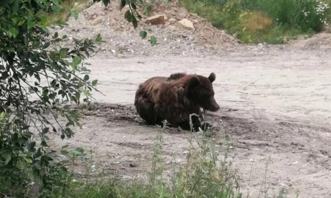 Мэрия Иркутска: сбежавший неделю назад из питомника медведь не представляет опасности для человека