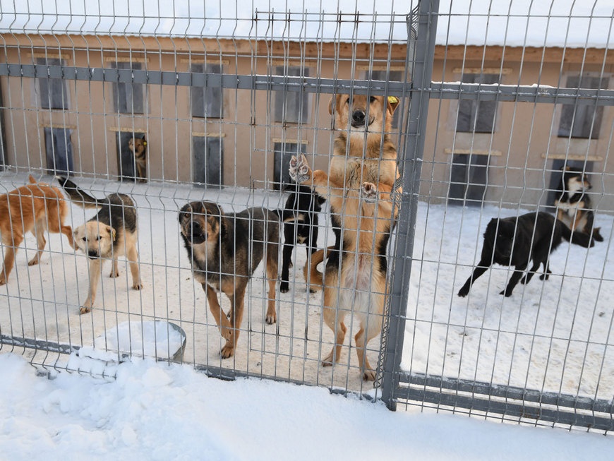 А вот так выглядит казанский приют для бездомных собак