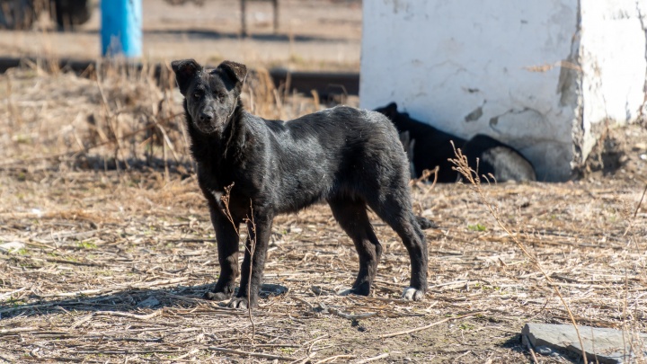 Собаки терроризируют поселок Сорокино: животные напали на женщину и не дают мужчине выйти из дома