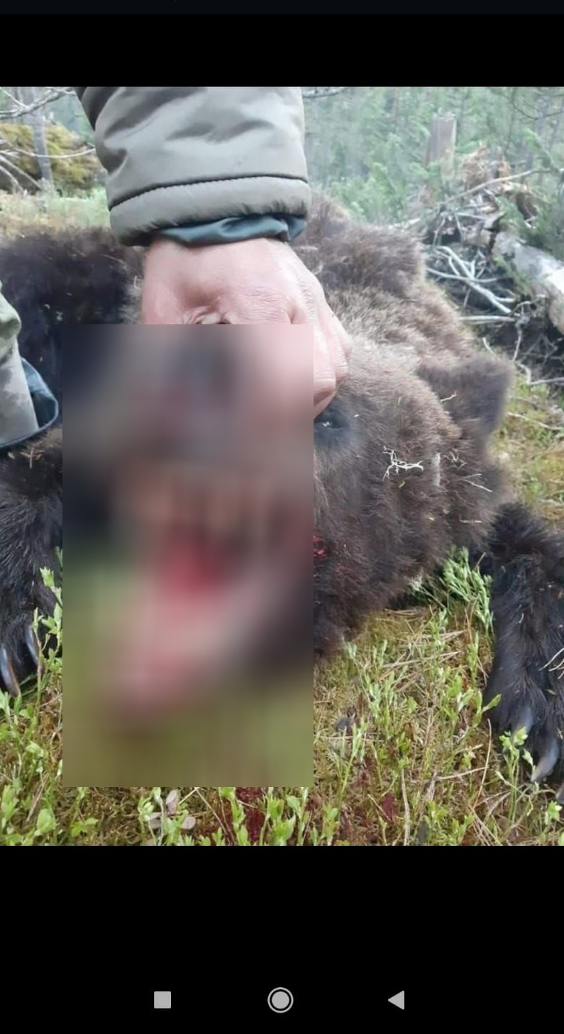 Пользователь чата сообщил, что убил медведя, бродившего возле садов