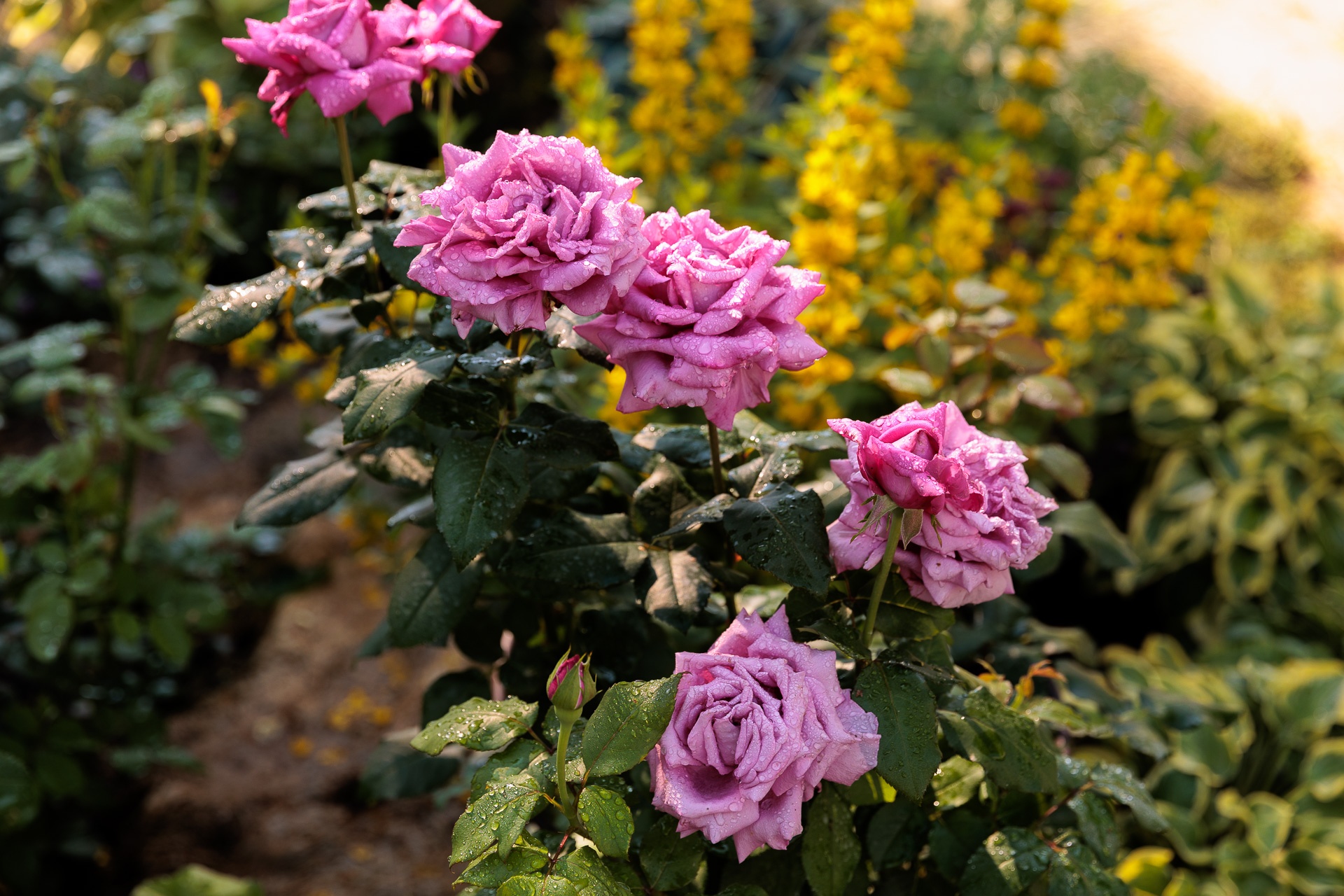 Наталья рассказала, что не многим нравится такой розово-лиловый цвет роз, но ей они по душе