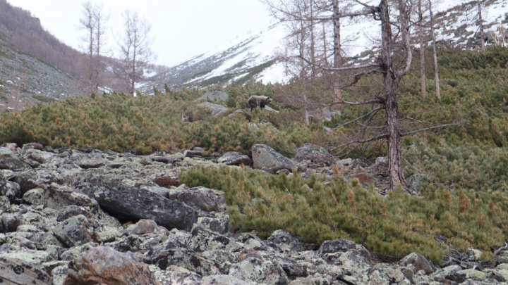 Медведь преградил дорогу участникам восхождения на гору Кругозор возле Байкала