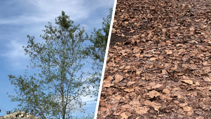 В Прикамском поселке тополя сбросили листья еще в конце июня. Почему?