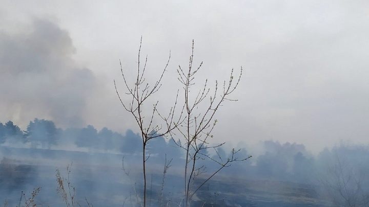 Почти сто пожаров произошло в Кузбассе за сутки. Но есть спасенный котик