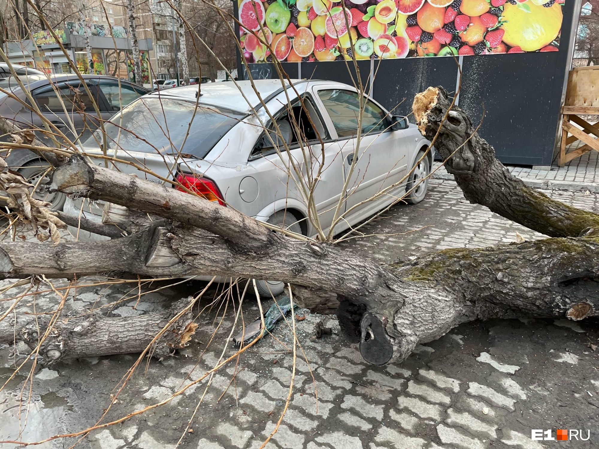 «На ремонт уйдет примерно 100 тысяч»: в Екатеринбурге сгнившее дерево рухнуло на припаркованный автомобиль