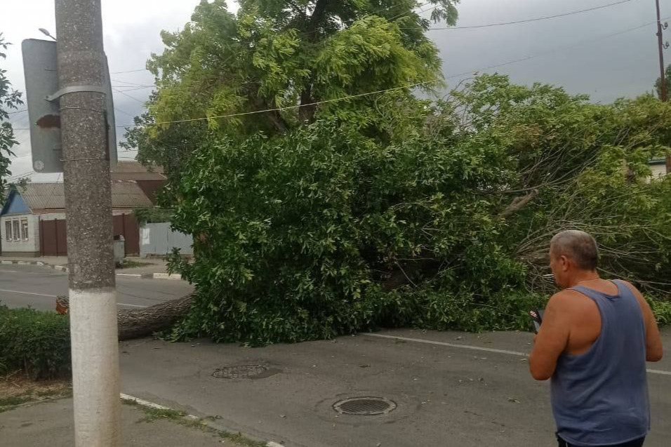 Дерево упало на проезжую часть в Ейске Дерево упало на проезжую часть в Ейске