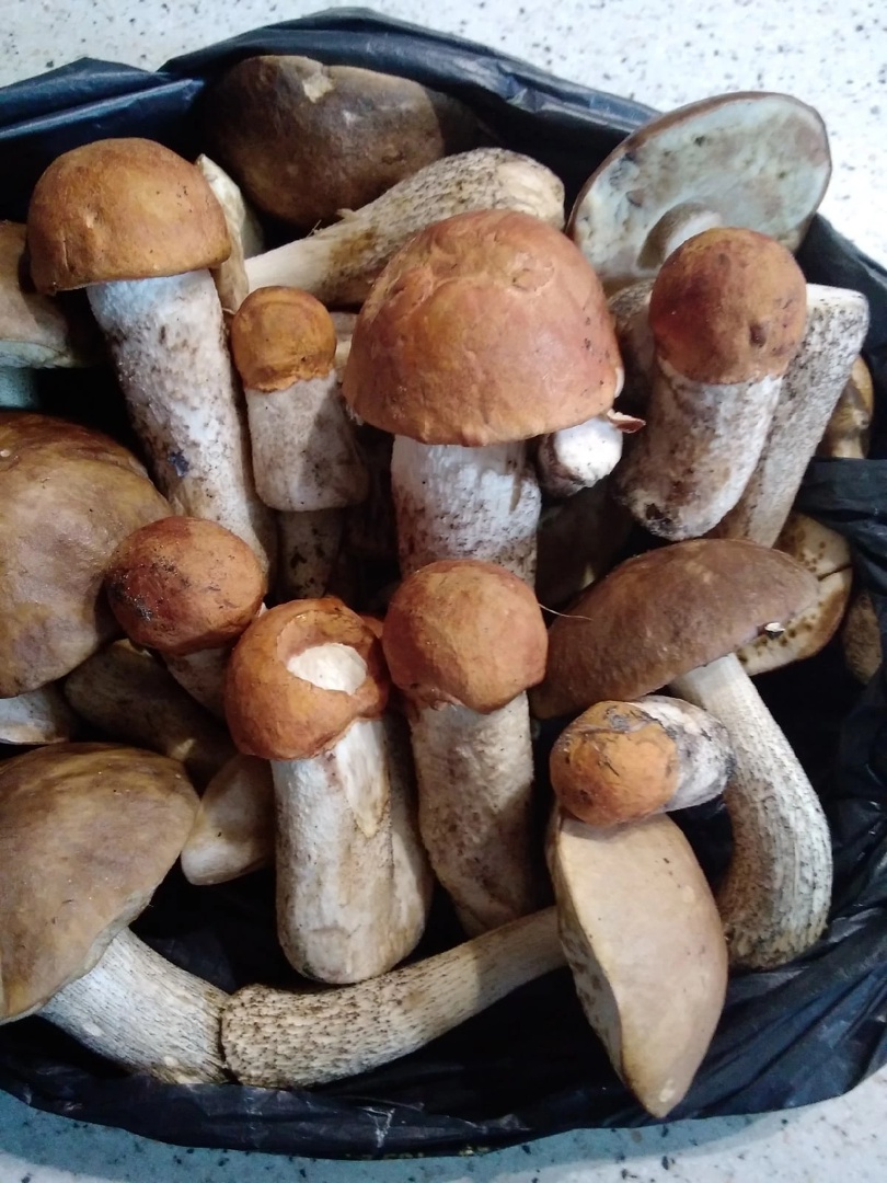 Пакет белых грибов — колосовиков, набранный под Северодвинском