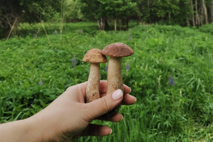 Два молодых гриба нашли в окрестностях Академгородка