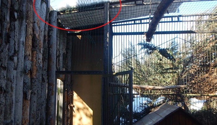 Нижегородец украл беркута из зоопарка «Лимпопо» и отнес его к себе домой