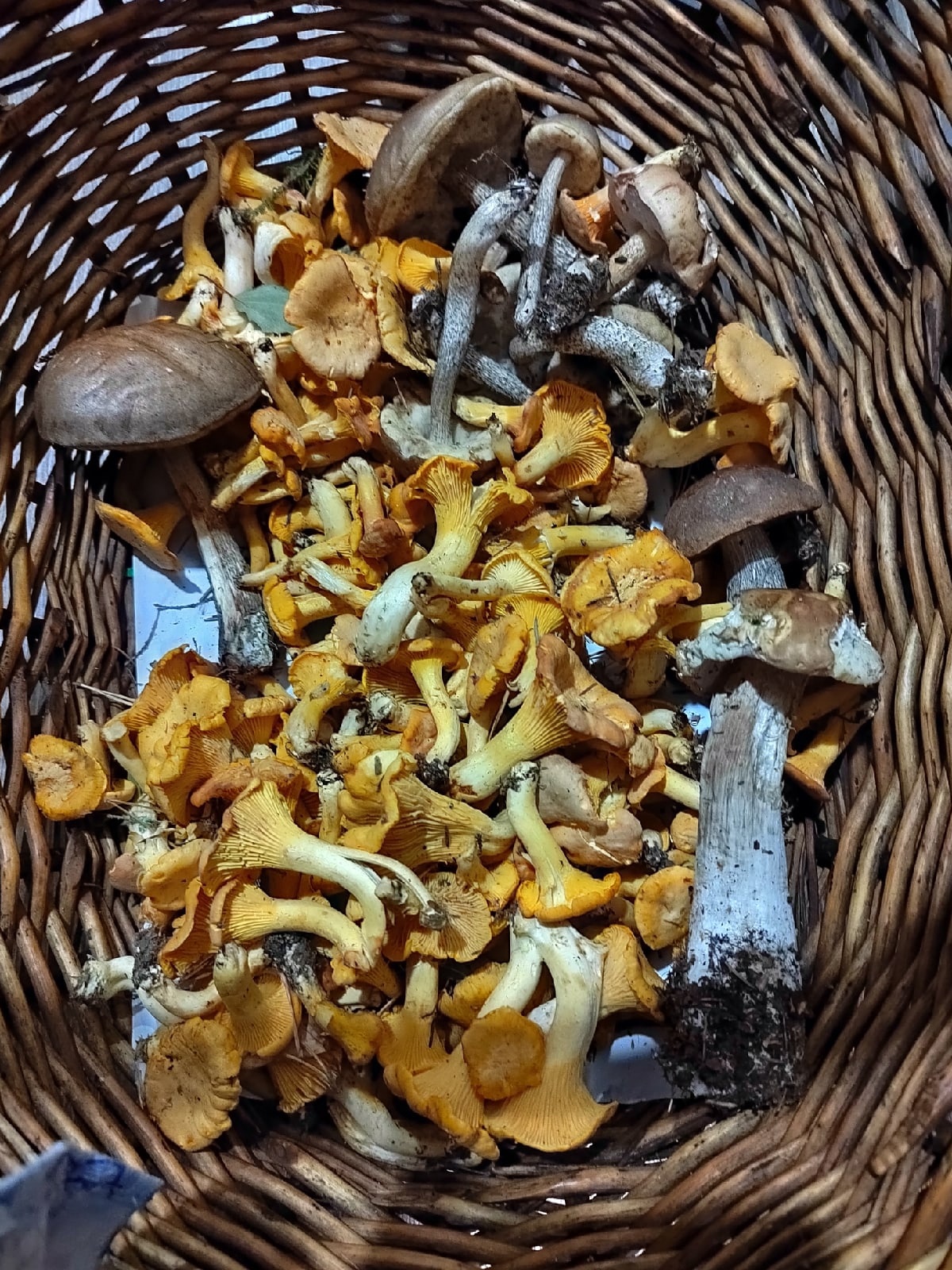 За целый день мужчина смог едва закрыть дно корзины