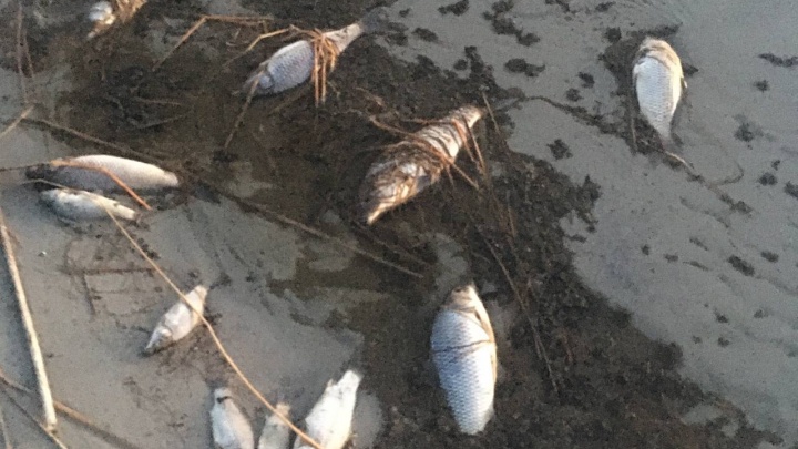 На озере в Челябинской области массово погибла рыба