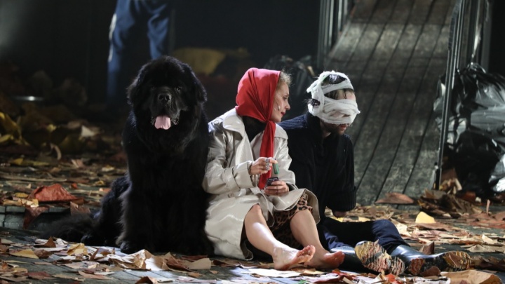 В Екатеринбург на гастроли привезут огромного пса-актера. Рассказываем, что в его райдере