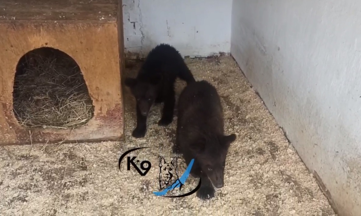 Двое медвежат-сироток поселились в иркутском питомнике «К-9»
