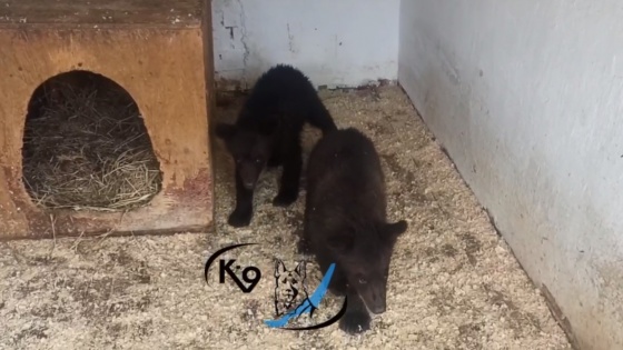 Видео: медвежата, спасенные пожилой парой в Чунском районе, поселились в Иркутске в приюте «К-9»