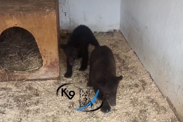 Видео: медвежата, спасенные пожилой парой в Чунском районе, поселились в Иркутске в приюте «К-9» Видео: медвежата, спасенные пожилой парой в Чунском районе, поселились в Иркутске в приюте «К-9»