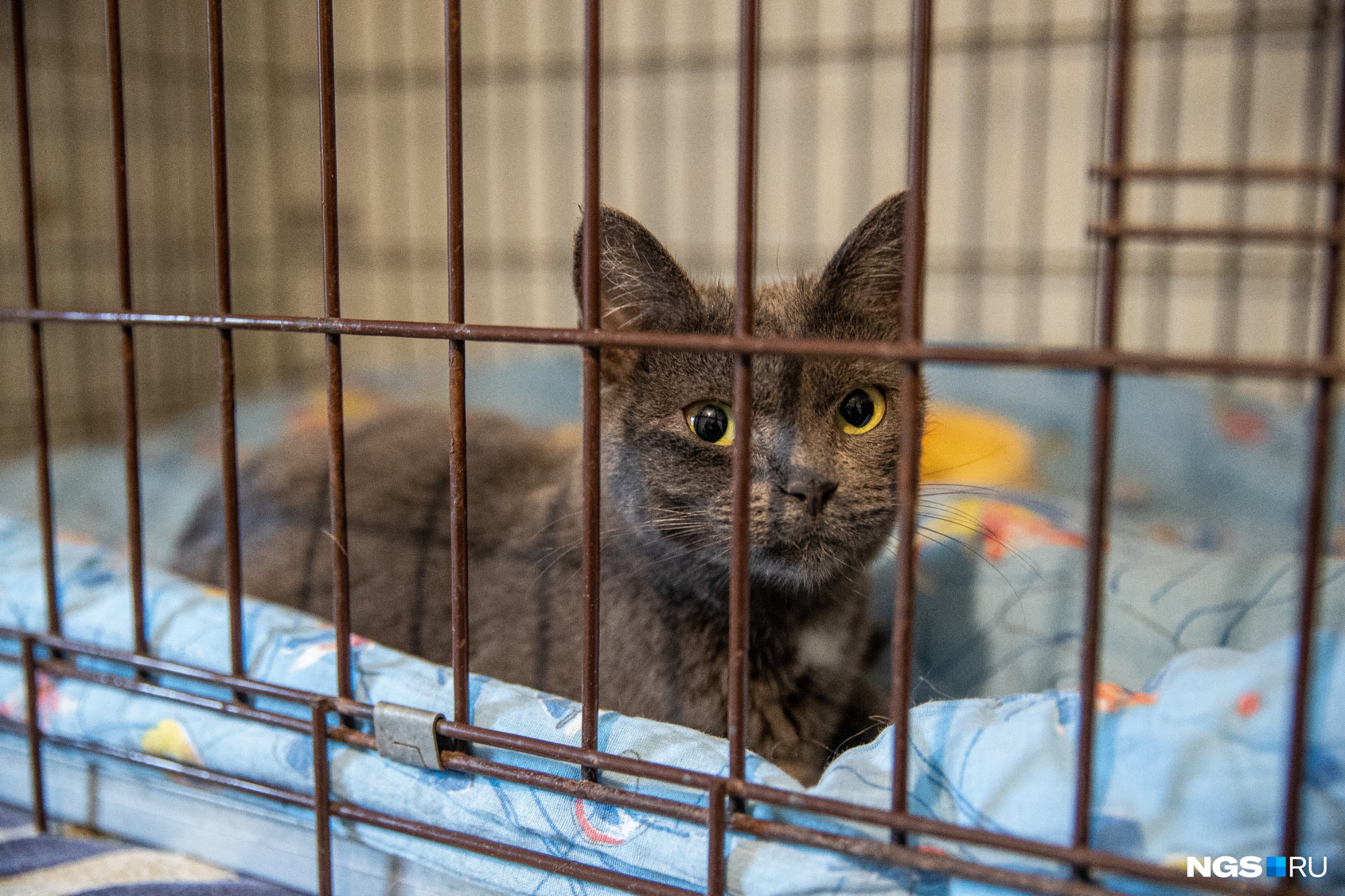Кошку Мышку хозяйка выбросила в окно Кошку Мышку хозяйка выбросила в окно