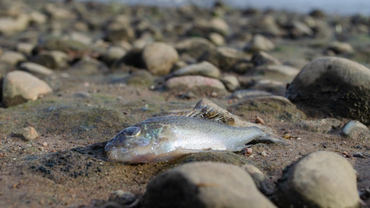 В деревне Красное под Архангельском — массовая гибель рыбы