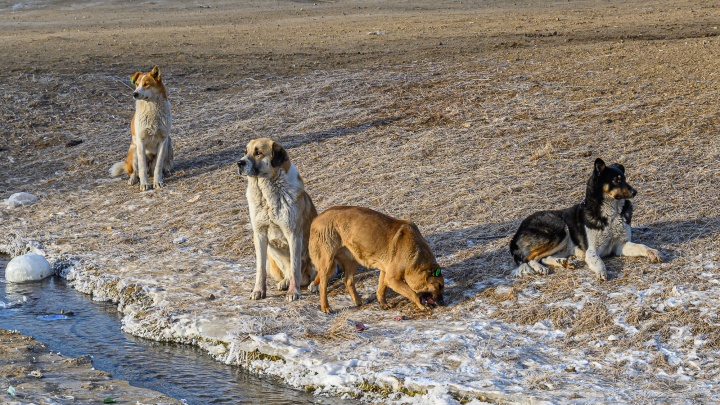 На острове в Новокузнецке застряли собаки. Спасти их мешает бюрократия