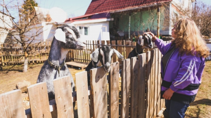 «Всё появлялось неожиданно»: как живет многодетная семья с отарой коз